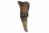 Rare, Alvarezsaurid (Albertonykus?) Finger Bone & Claw - Montana #97974-1